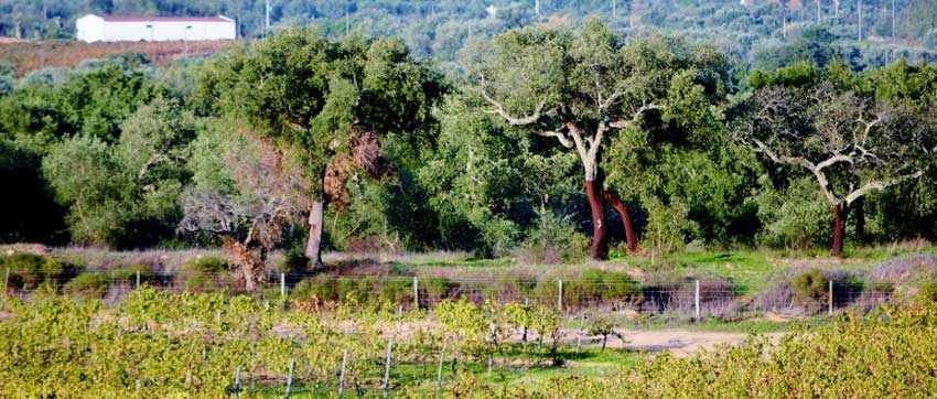 vigne chene liege alentejo