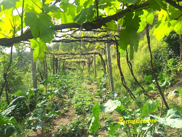 vinho verde pergola