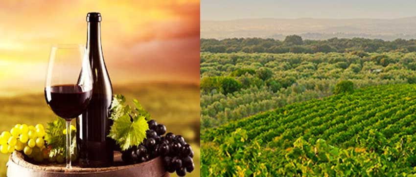 vignoble portugais