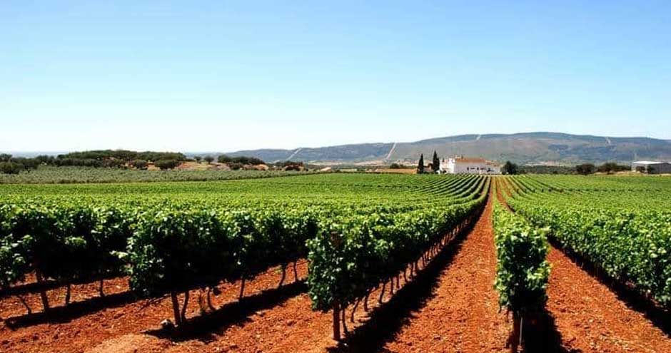 Le portugal, le 4eme producteur de vin en Europe