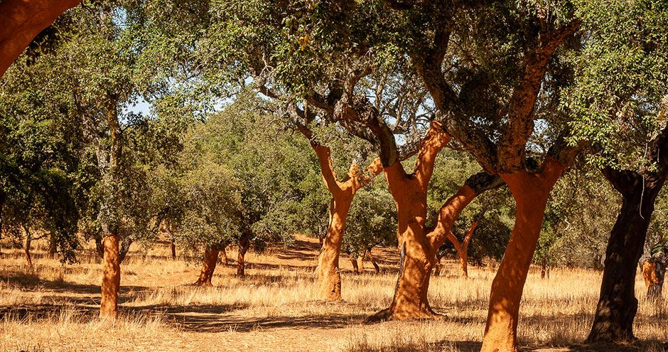 le chêne-liège est un arbre ancestral que l'on trouve dans la région de l’Alentejo et l’Algarve